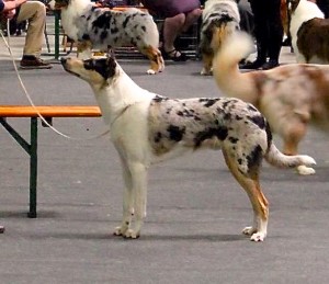 11083599_10205029233323471_2167246544984222961_n