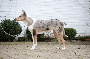 rosea-design-web-forum-0